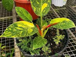Philodendron Green Congo Variegata