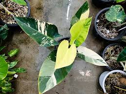 Philodendron Green Congo Variegated