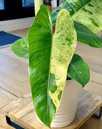 Philodendron Ilsemanii For Sale