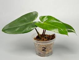 Philodendron Ilsemanii Green