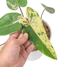 Philodendron Ilsemanii Variegated