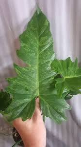 Philodendron Minarum Variegated