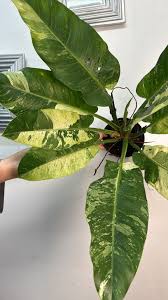 Philodendron Orlando Variegated