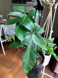 Philodendron Pedatum VS Florida