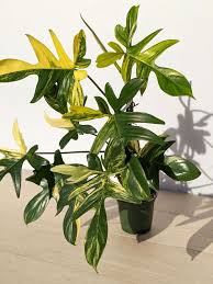 Philodendron Pedatum Variegated