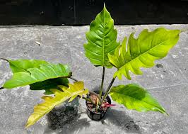 Philodendron Pluto Variegated