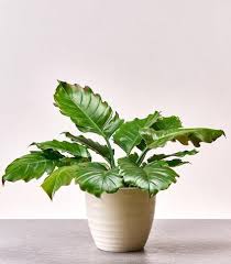 Philodendron Pluto