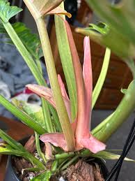 Philodendron Ring Of Fire Pink