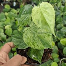 Philodendron Sunlight Variegated
