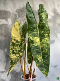 Philodendron Variegated Billietiae