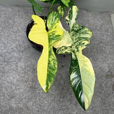 Philodendron Violin Variegated