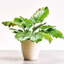 Pluto Philodendron