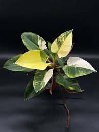 Rare Philodendron For Sale