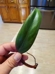 Reverted Strawberry Shake Philodendron