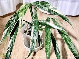 Rhaphidophora Megasperma Variegated