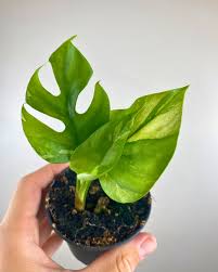Rhaphidophora Tetrasperma Aurea