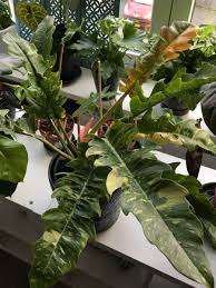 Ring Of Fire Philodendron For Sale