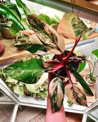 Strawberry Philodendron