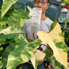 Strawberry Shake Philodendron For Sale