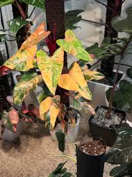 Strawberry Shake Philodendron