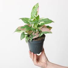 Syngonium Tricolor Red Spot