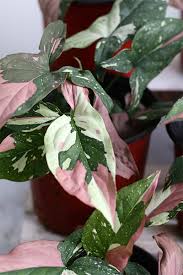 Tricolor Syngonium