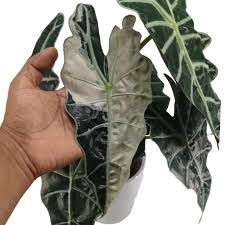 Variegated Amazonica