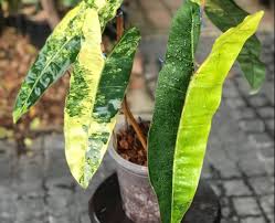 Variegated Billie