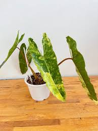 Variegated Billietiae For Sale