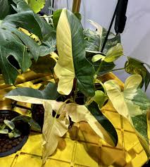 Variegated Bipennifolium