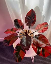 Variegated Black Cardinal Philodendron
