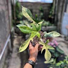 Variegated Florida Beauty