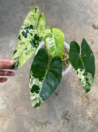 Variegated Ilsemanii