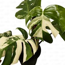 Variegated Monstera For Sale