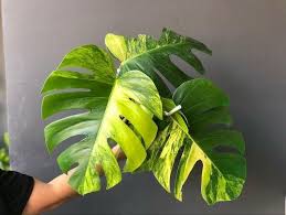 Variegated Monstera Price