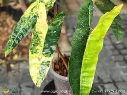 Variegated Philodendron Billietiae