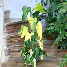 Variegated Philodendron Domesticum
