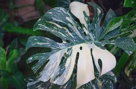 Variegated Plants