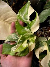 Variegated Rhaphidophora Tetrasperma