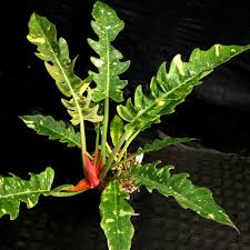 Variegated Ring Of Fire