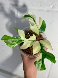 Variegated Tetrasperma