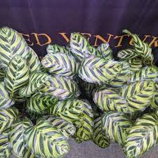 Variegated Ventures