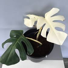 Where To Buy Variegated Monstera