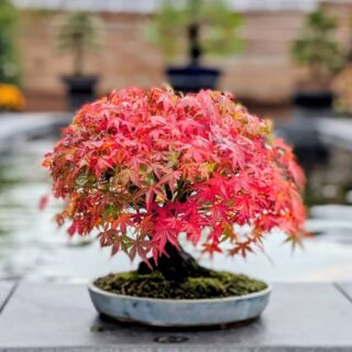 Japanese maple Acer palmatum