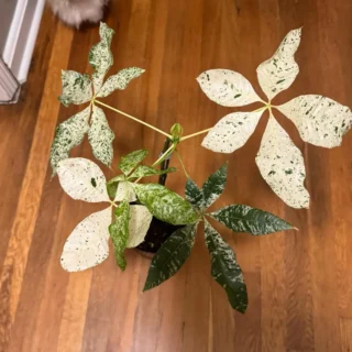 Variegated Money Tree