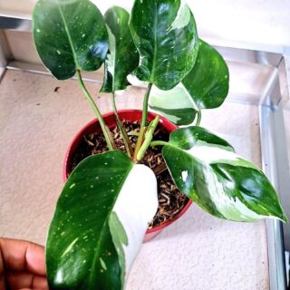 white princess philodendron for sale