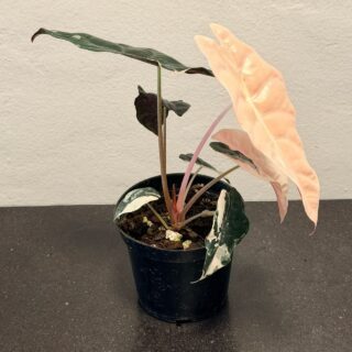 Alocasia chantrieri variegated pink