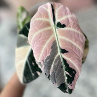 Variegated alocasia black velvet