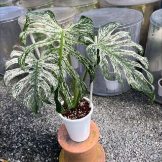 Monstera Devil Monster