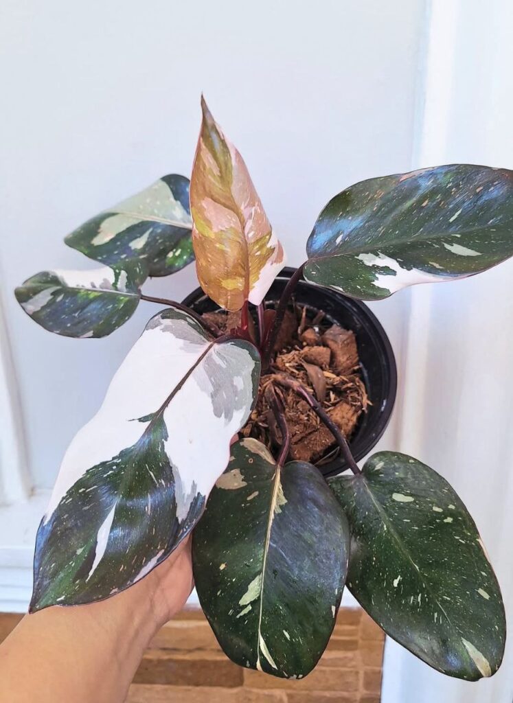 anderson philodendron